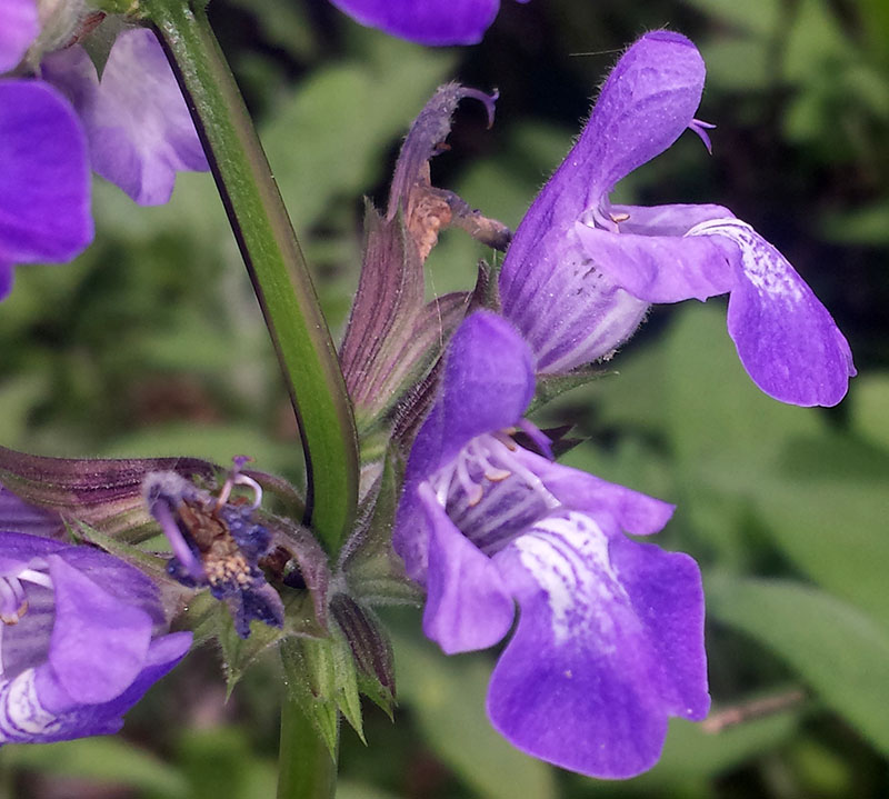 Salvia interrupta #54920