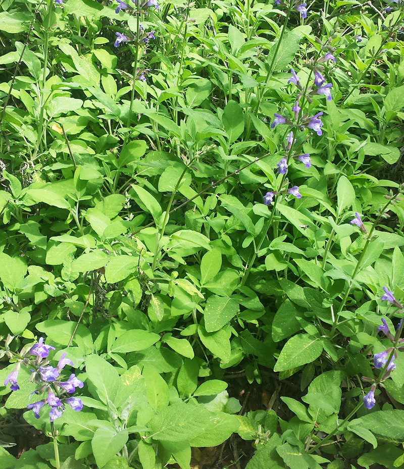 Salvia interrupta #54916