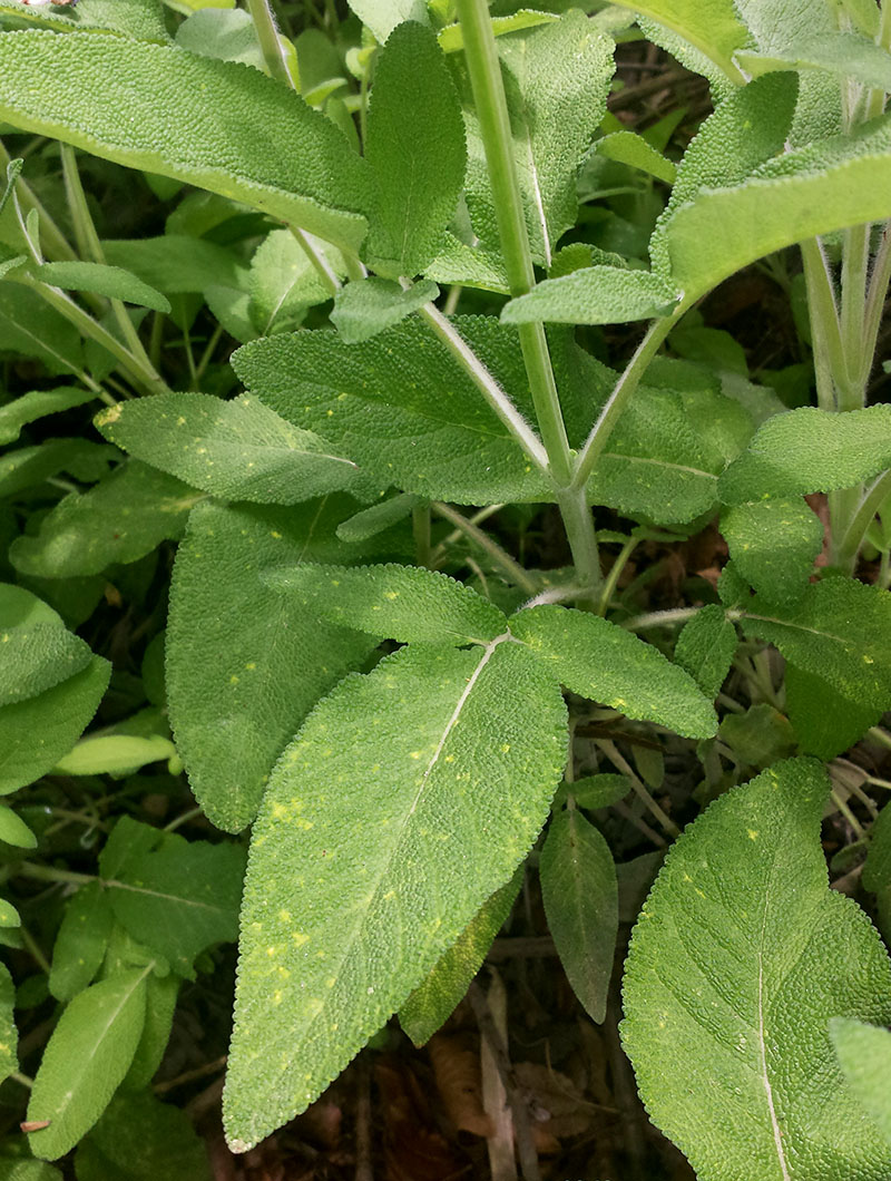 Salvia interrupta #54918