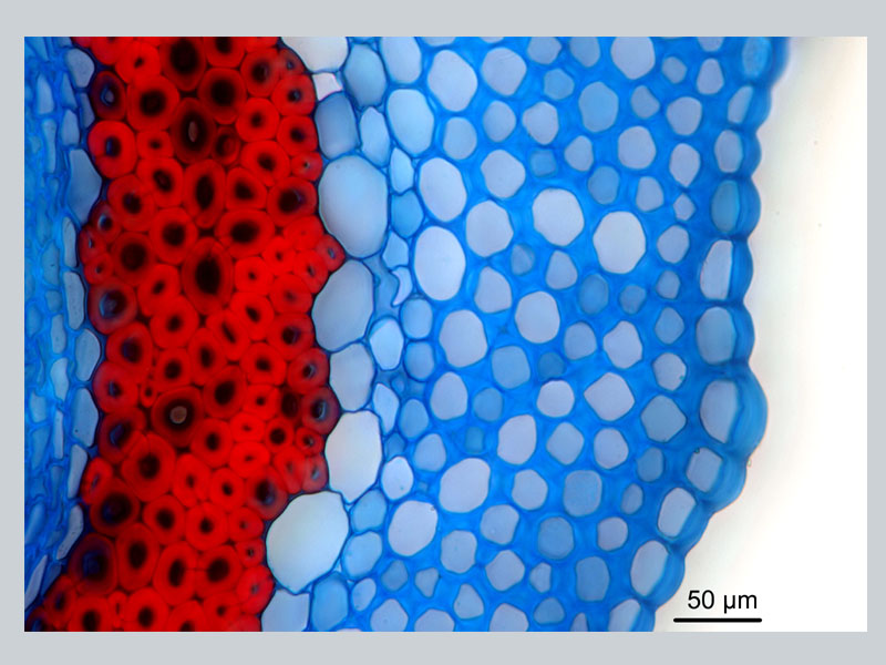 Salvia microphylla, histologie #16688