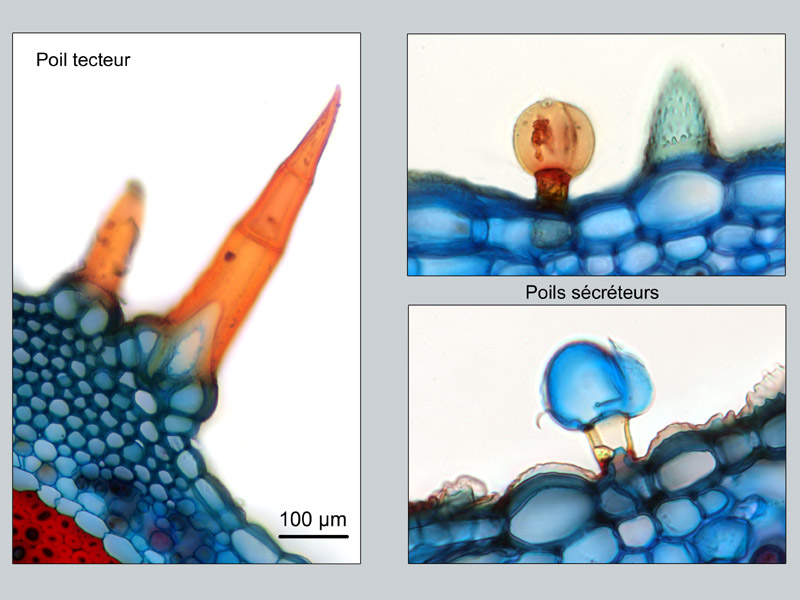 Salvia microphylla, histologie #16689