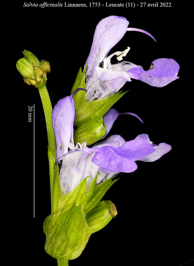 Salvia officinalis #75348