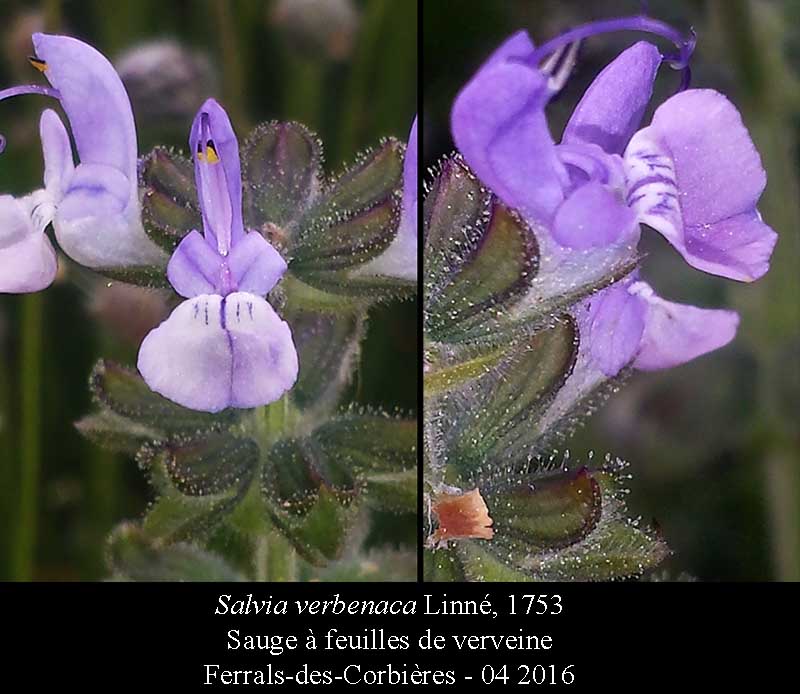 Salvia verbenaca Linné, 1753 #44917