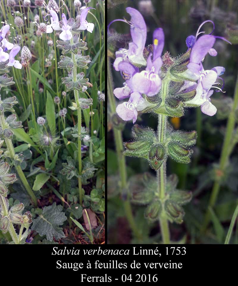 Salvia verbenaca Linné, 1753 #44916