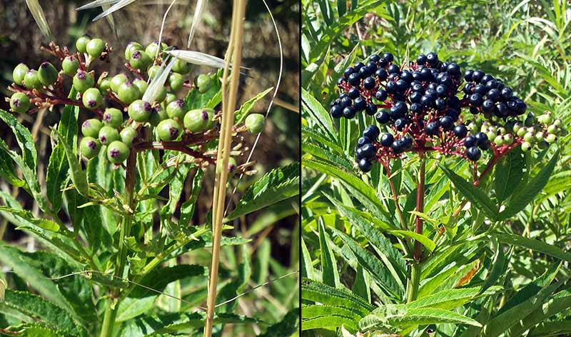 Sambucus ebulus Linné, 1753 #47011