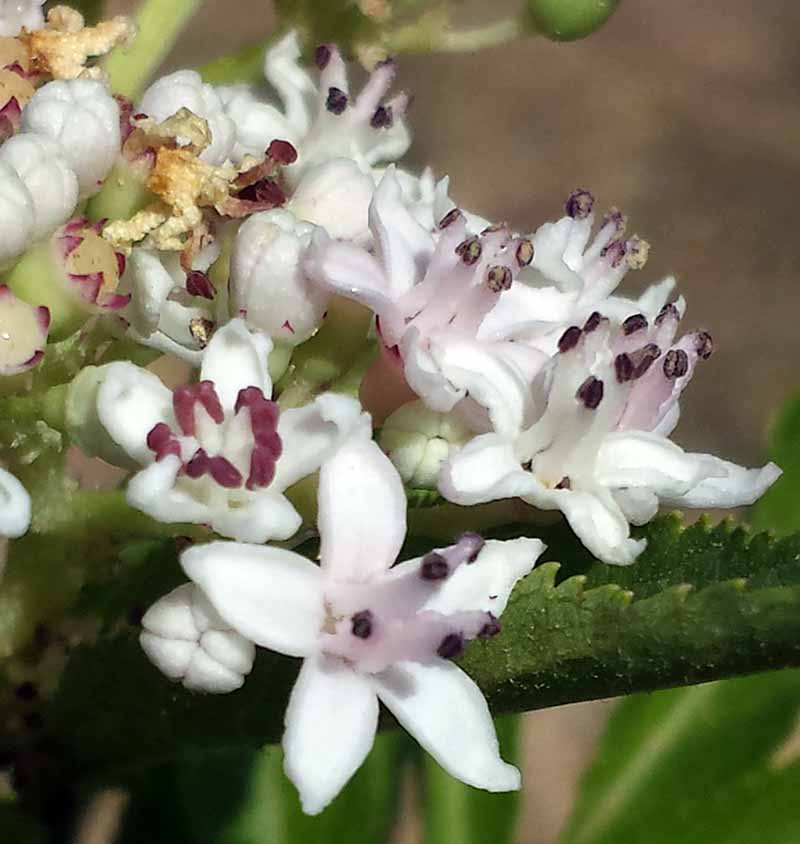 Sambucus ebulus Linné, 1753 #47013