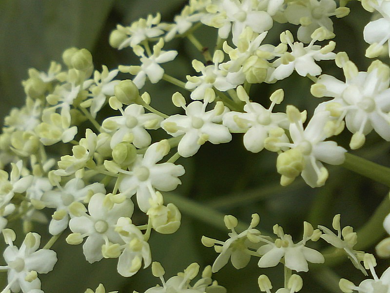 Sambucus nigra #31534