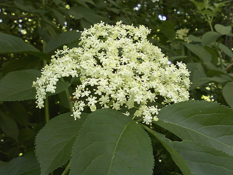 Sambucus nigra #31533