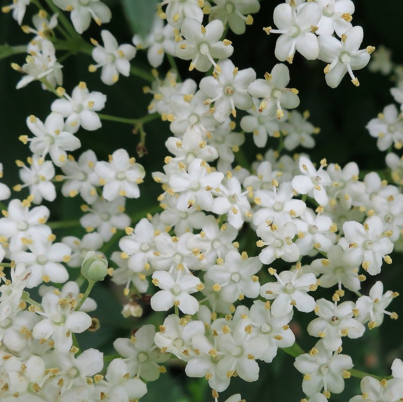 Sambucus nigra - Sureau #32035