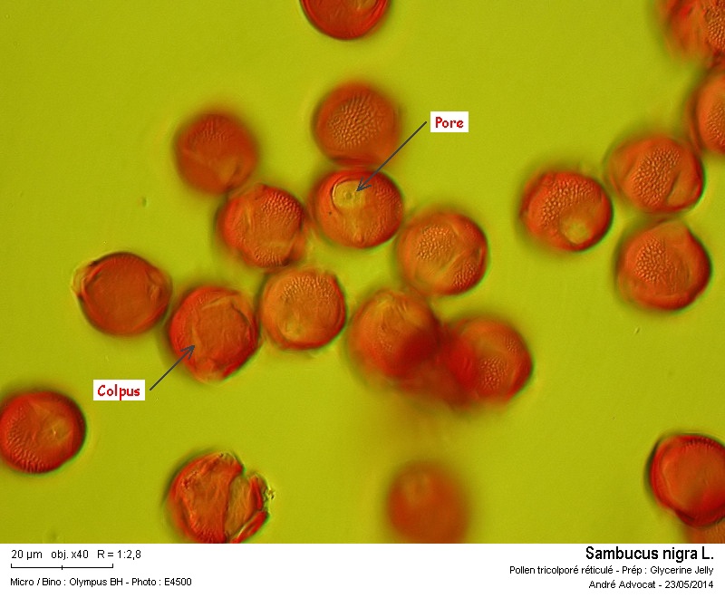 Sambucus nigra L. #37651