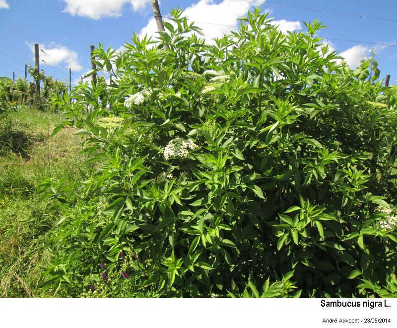 Sambucus nigra L. #37649