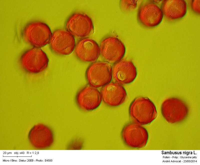 Sambucus nigra L. #37650