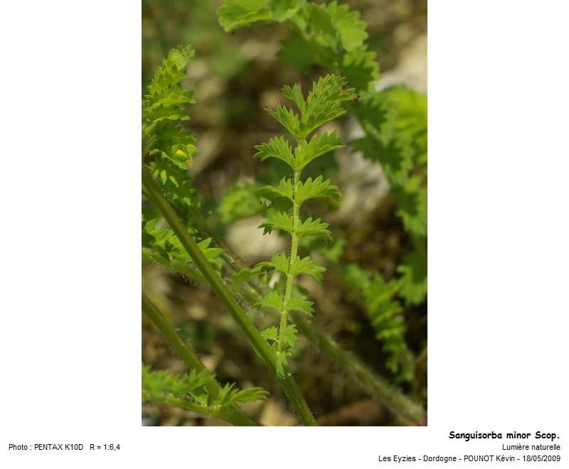 Sanguisorba minor Scop. #21421