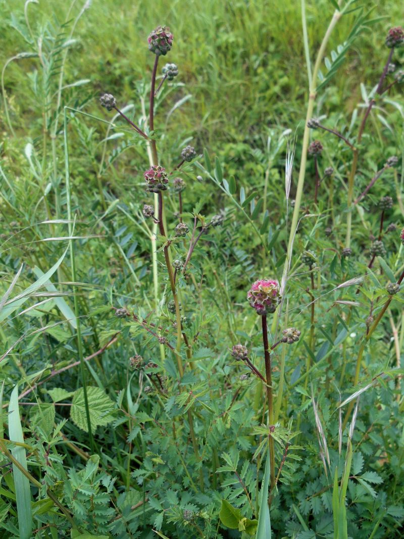 Sanguisorba Minor-Petite pimprenelle #63481