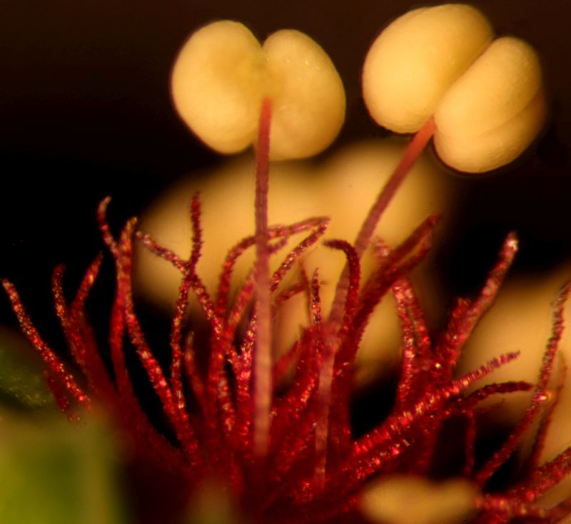Sanguisorba Minor-Petite pimprenelle #63470