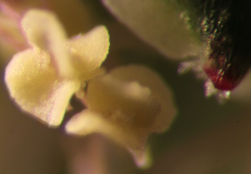 Sanguisorba Minor-Petite pimprenelle #63479