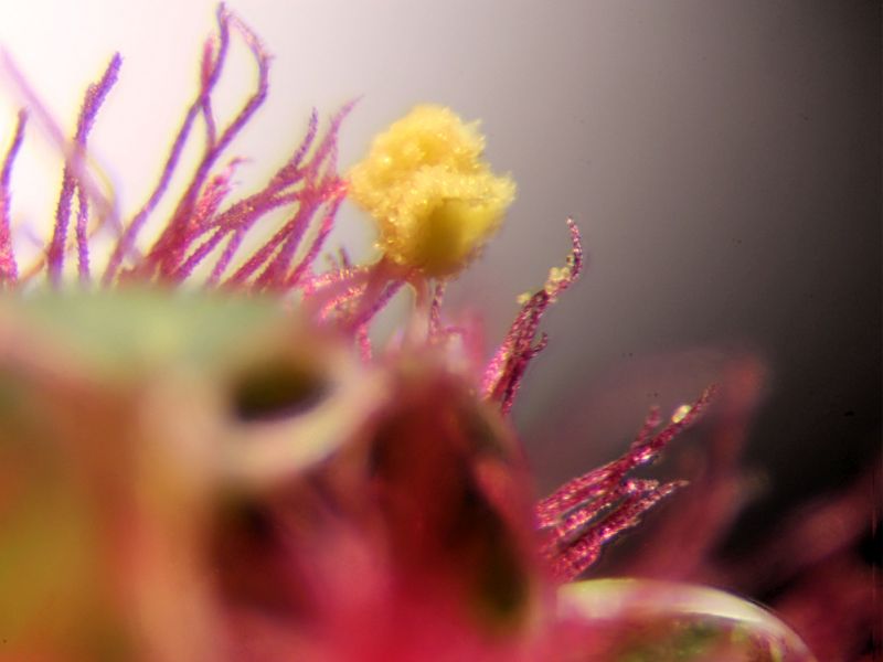 Sanguisorba Minor-Petite pimprenelle #63469
