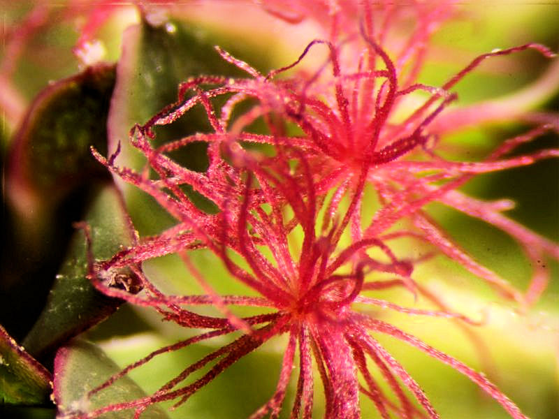 Sanguisorba Minor-Petite pimprenelle #63471