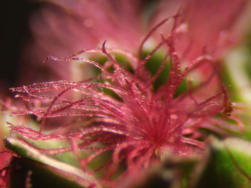 Sanguisorba Minor-Petite pimprenelle #63474