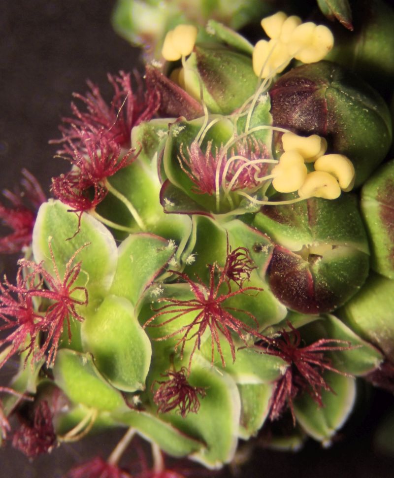 Sanguisorba Minor-Petite pimprenelle #63465