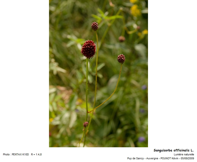 Sanguisorba officinalis L. #21423