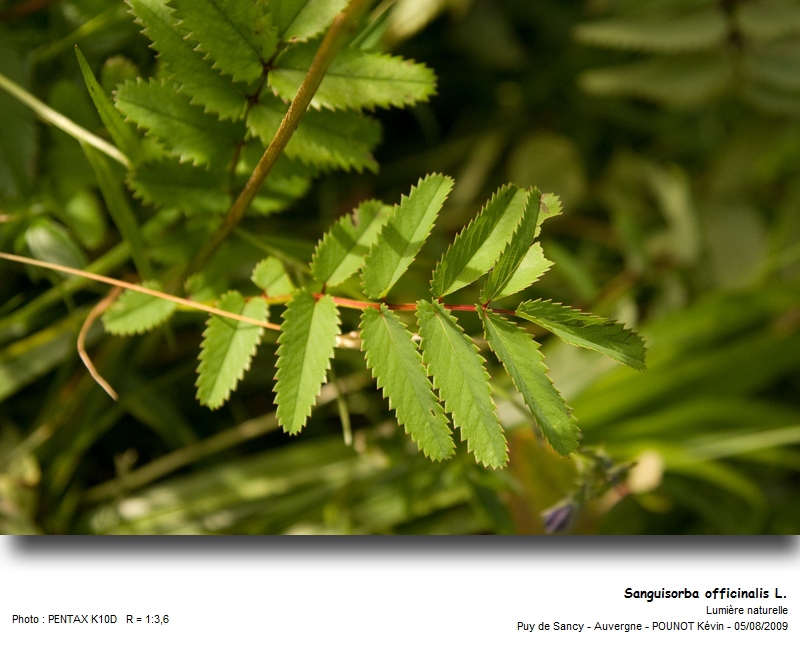 Sanguisorba officinalis L. #21425