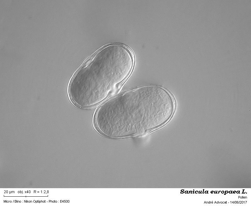 Sanicula europaea L. #50299