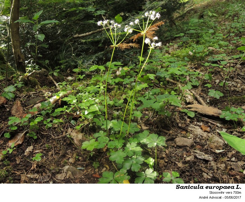 Sanicula europaea L. #50293