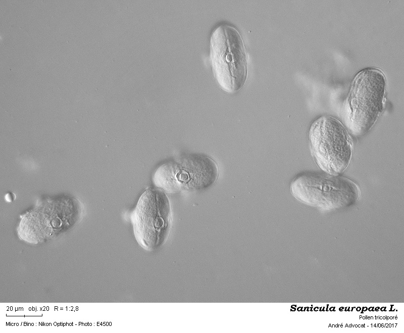 Sanicula europaea L. #50297
