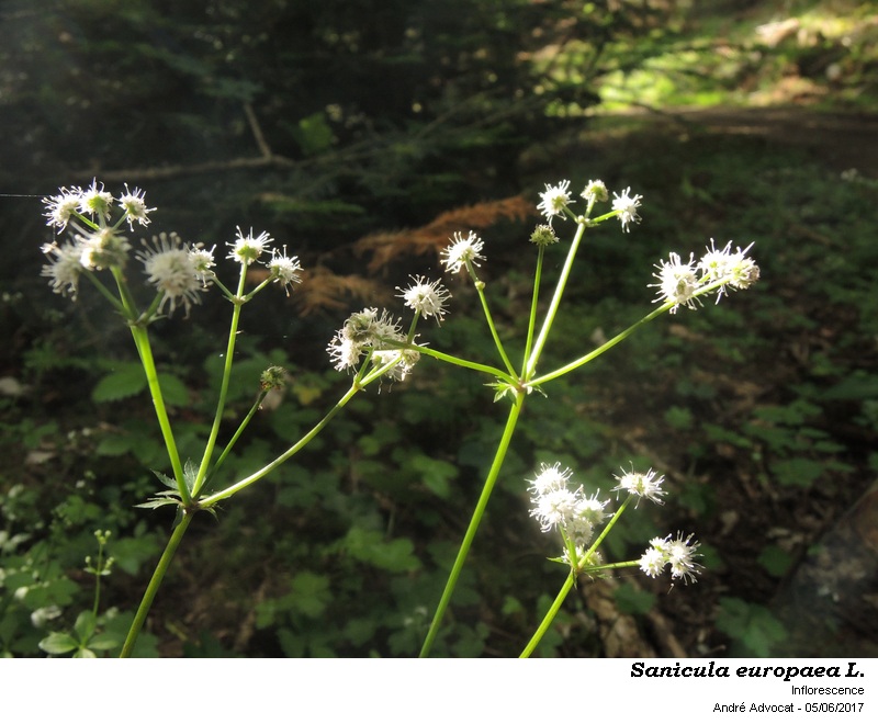 Sanicula europaea L. #50295