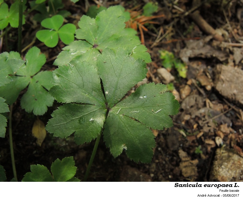 Sanicula europaea L. #50294