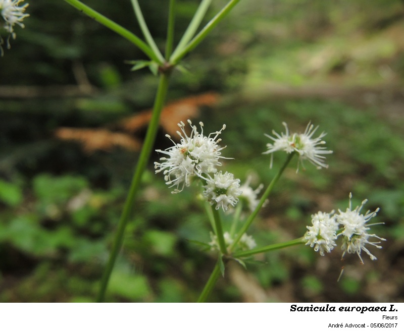 Sanicula europaea L. #50296
