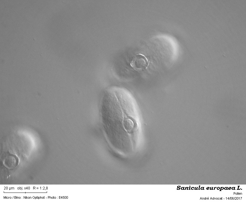Sanicula europaea L. #50298