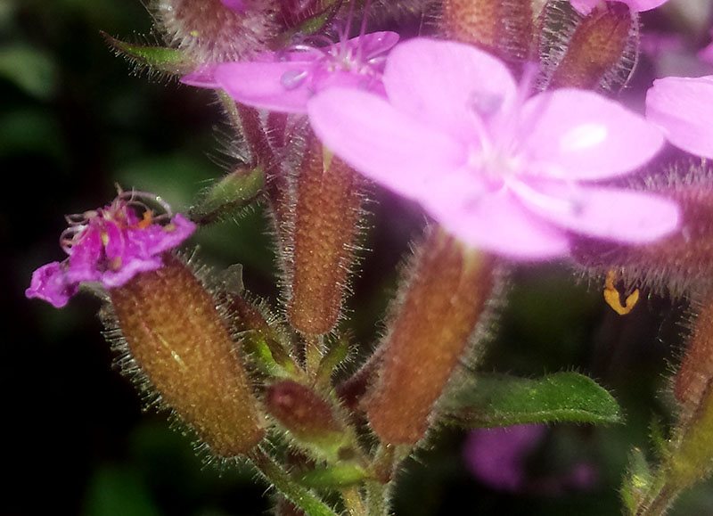 Saponaria ocymoides #54953