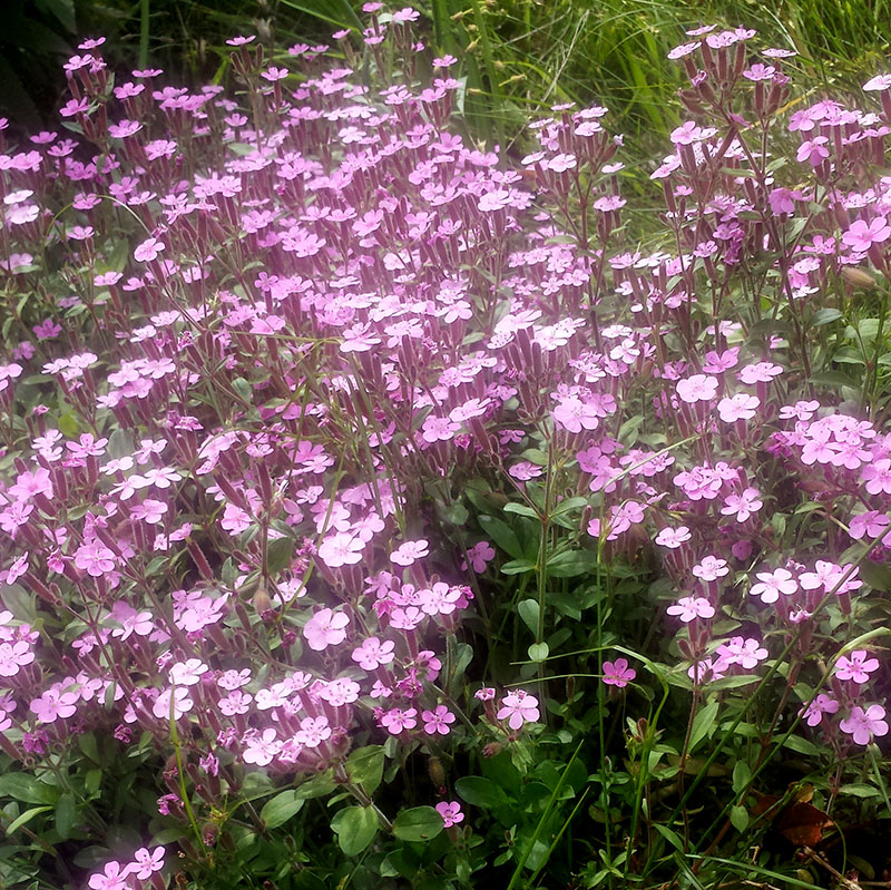 Saponaria ocymoides #54950