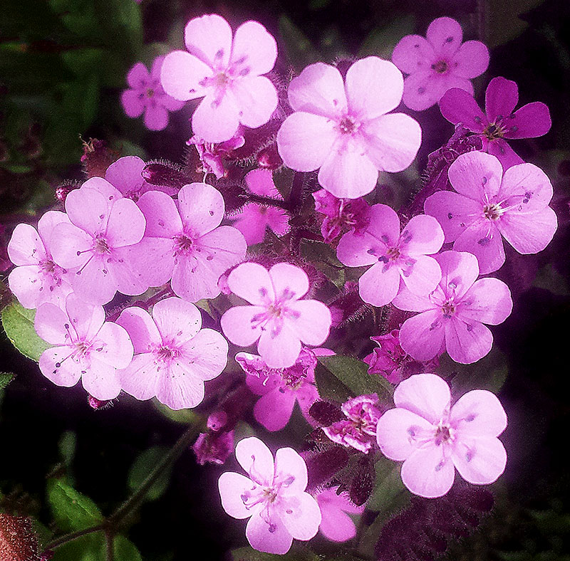Saponaria ocymoides #54952
