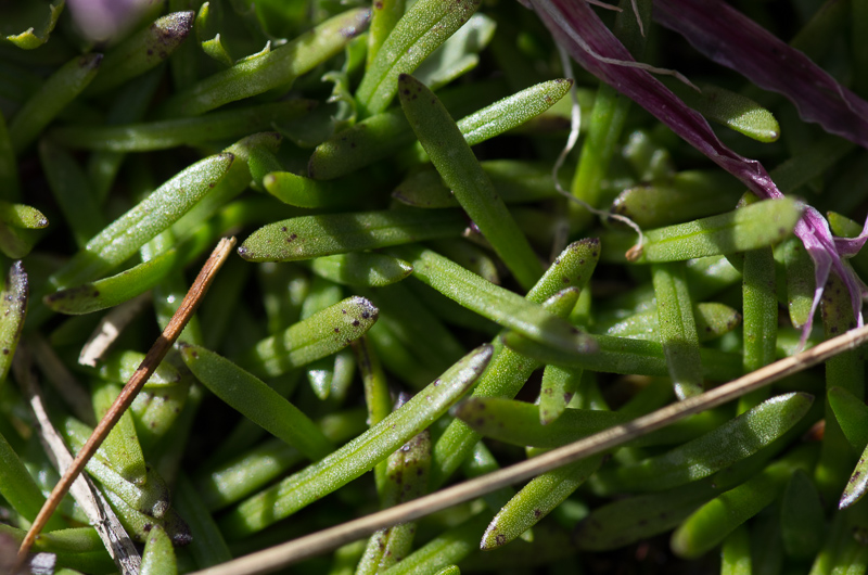 Saponaria pumila (St.-Lag.) Janch. #41927