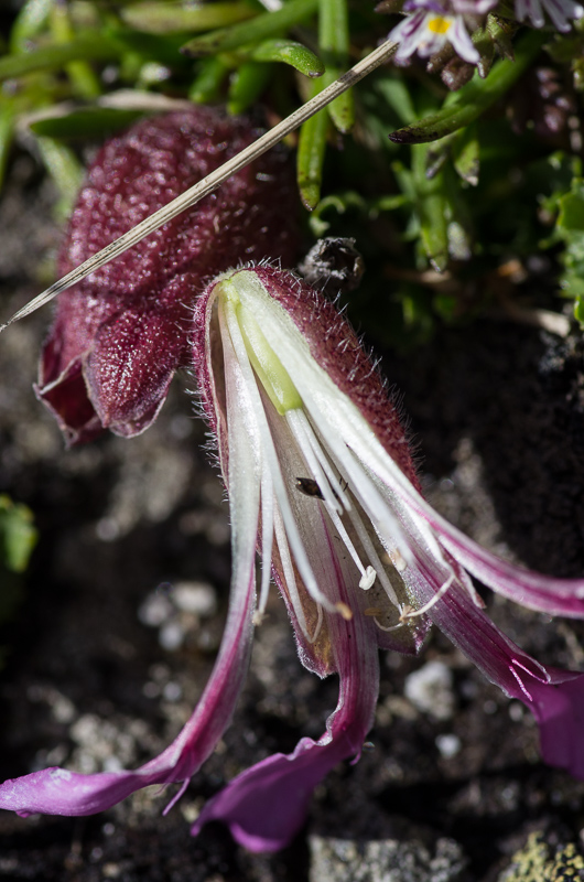 Saponaria pumila (St.-Lag.) Janch. #41926