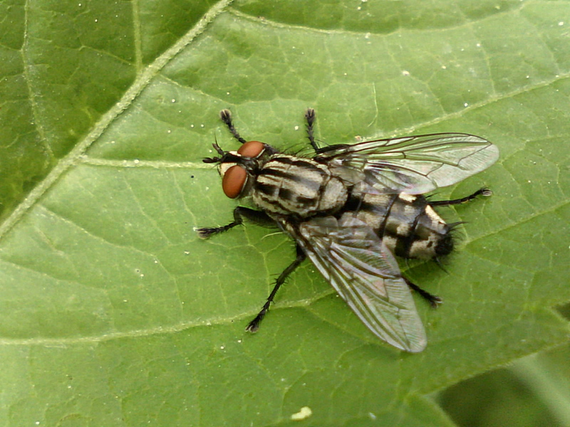 Sarcophaga sp #33650