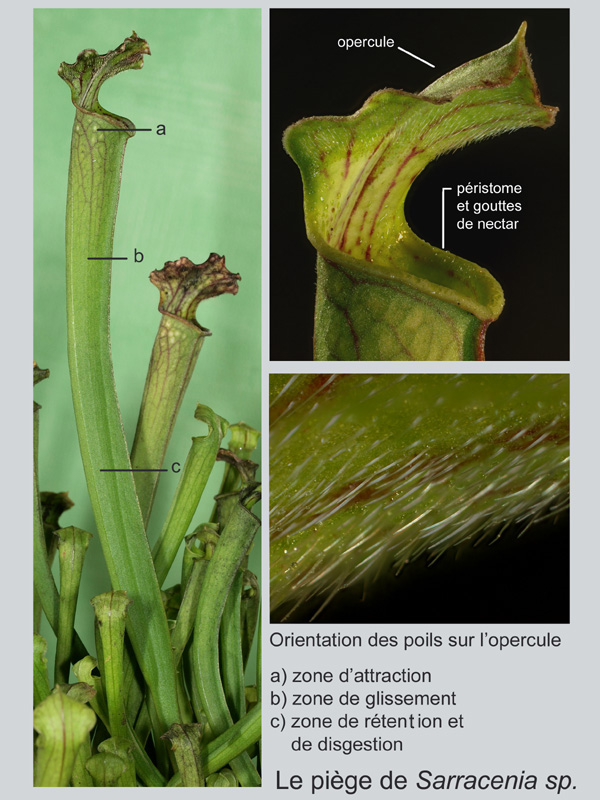 Sarracenia sp. Histologie #19235