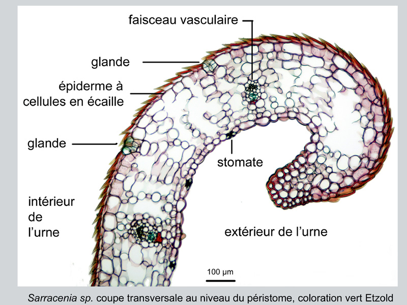 Sarracenia sp. Histologie #19232