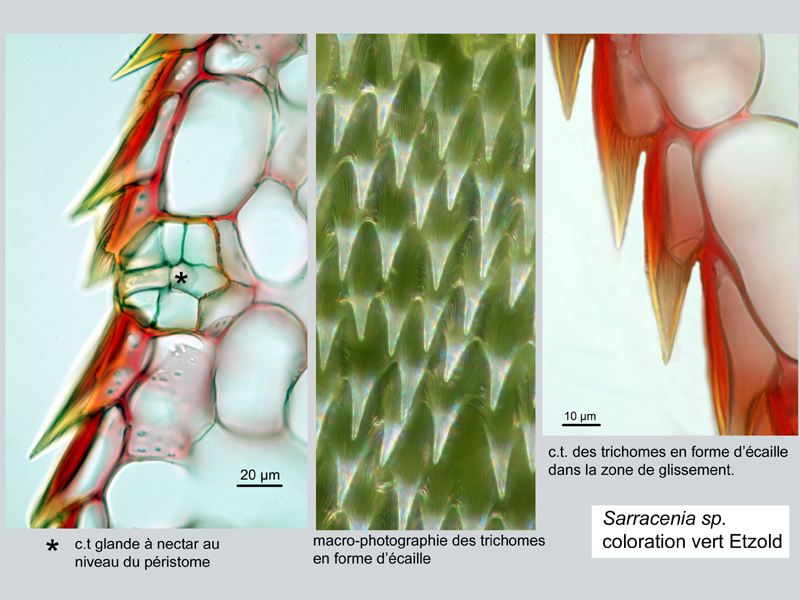 Sarracenia sp. Histologie #19233