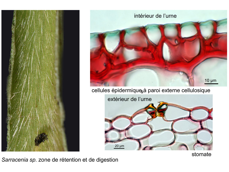 Sarracenia sp. Histologie #19234