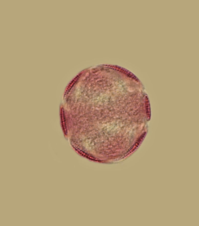 Satureja Hortensis - Sarriette #63120