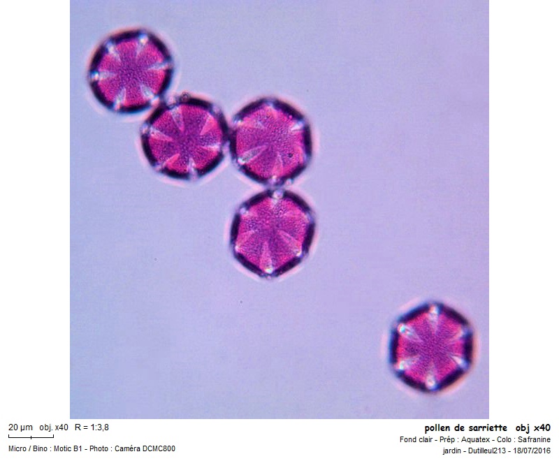 Satureja Hortensis - Sarriette #63111