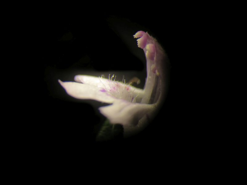 Satureja Hortensis - Sarriette #63108