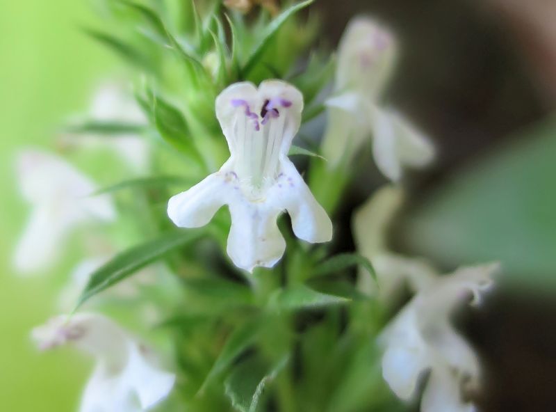 Satureja Hortensis - Sarriette #63113