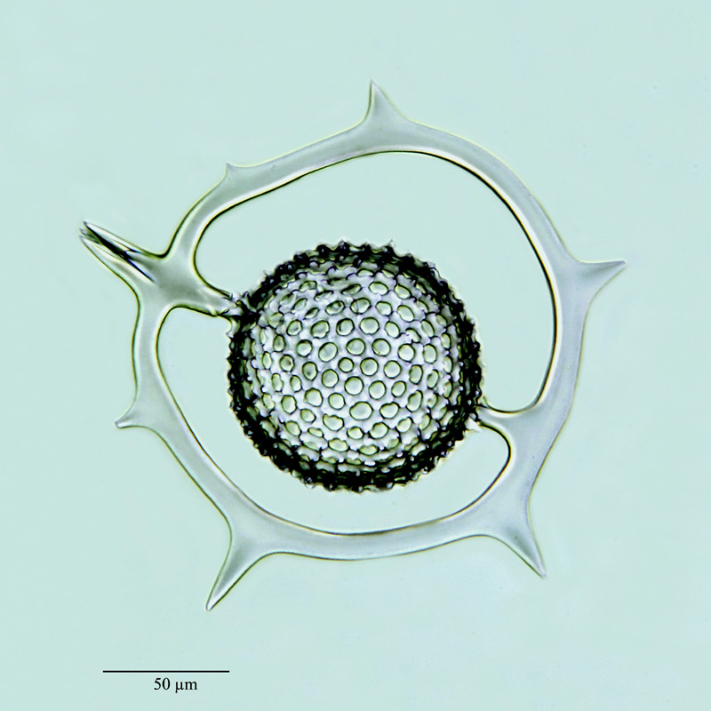 Saturnius trochoides (Hckl.) Brandt #21102