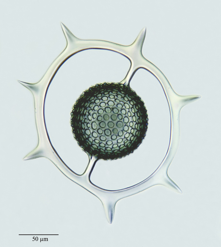 Saturnius trochoides (Hckl.) Brandt #21103