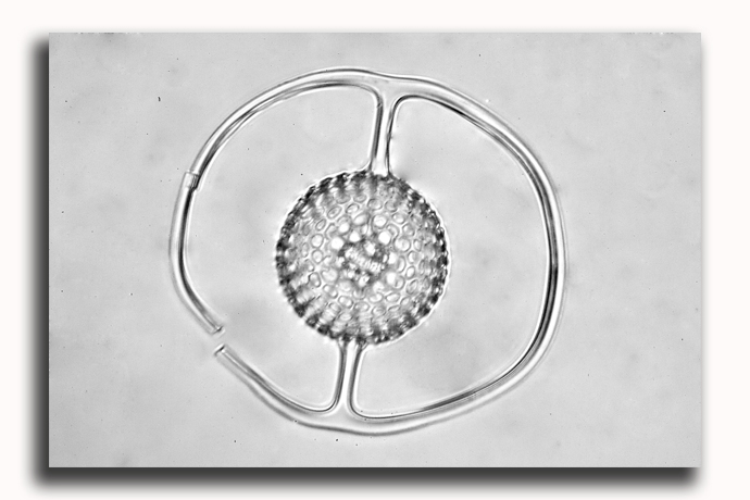 Saturnulus species #5993